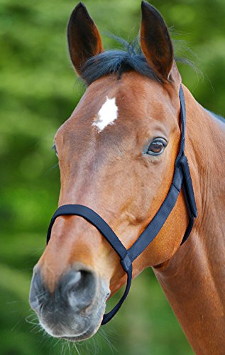 Reitsport Amesbichler Waldhausen Cabestro para pastos sin herrajes, talla Flor total azul oscuro