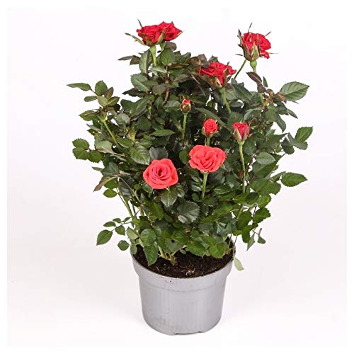 Rosal mini - PACK 2 unidades - maceta 10,5cm. - altura total aprox. 25cm. - planta viva - (envíos sólo a península)