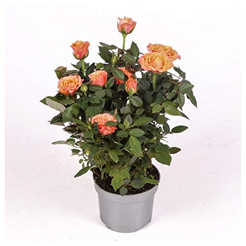 Rosal mini - PACK 4 unidades - maceta 10,5cm. - altura total aprox. 30cm. - planta viva - (envíos sólo a península)