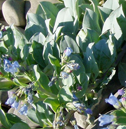 RWS 10 ostra semilla hoja, semillas Oysterleaf, Mertensia maritima, las hojas con sabor de ostras