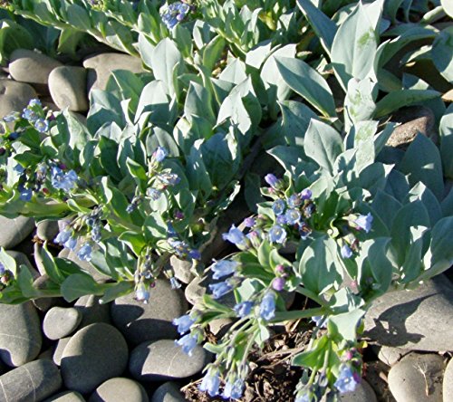 RWS 10 ostra semilla hoja, semillas Oysterleaf, Mertensia maritima, las hojas con sabor de ostras