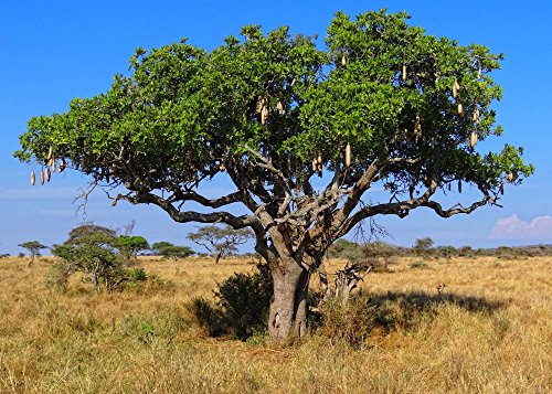 SAFLAX - Árbol de las salchichas - 10 semillas - Con sustrato estéril para cultivo - Kigelia pinnata