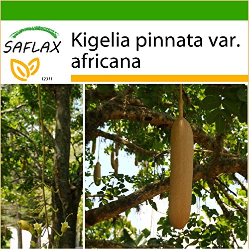 SAFLAX - Árbol de las salchichas - 10 semillas - Con sustrato estéril para cultivo - Kigelia pinnata