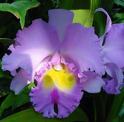 Semillas de la nave libre de la flor de Cattleya Híbrida 40seeds semillas famoso flores de las orquídeas en maceta de Bonsai planta de la oficina de las flores hermosas