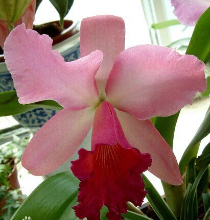 Semillas de la nave libre de la flor de Cattleya Híbrida 40seeds semillas famoso flores de las orquídeas en maceta de Bonsai planta de la oficina de las flores hermosas