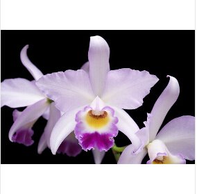 Semillas de la nave libre de la flor de Cattleya Híbrida 40seeds semillas famoso flores de las orquídeas en maceta de Bonsai planta de la oficina de las flores hermosas