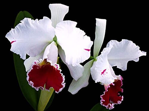 Semillas de la nave libre de la flor de Cattleya Híbrida 40seeds semillas famoso flores de las orquídeas en maceta de Bonsai planta de la oficina de las flores hermosas