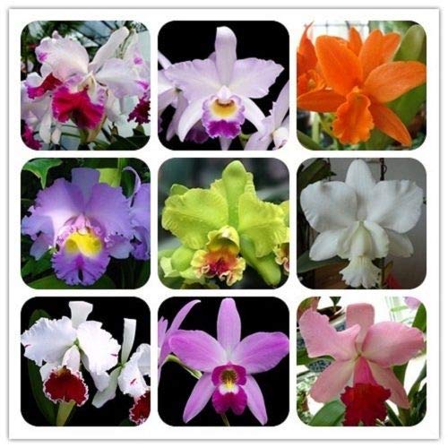 Shopvise Orquídeas Cattleya Hybrida Flower, semillas de flores famosas 30 piezas