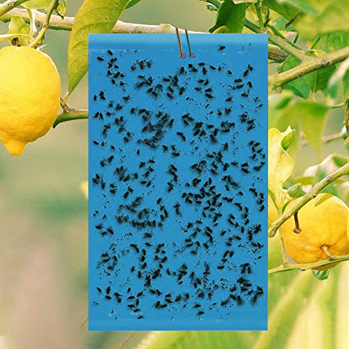 Sunshine smile Trampa Moscas,Pegatinas Adhesivas de Papel de Mosca Amarillas,atrapamoscas para Plantas, Trampas de Mosca pegajosas (40-Azul)