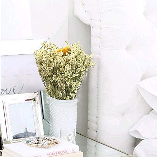 XHXSTORE Flores Secas Gypsophila Ramo Flores Naturales Craspedia para Decoración Ramo de Boda Florero de Boda Mesa Manualidades Fiesta Navidad Otoño Hogar Jarrones