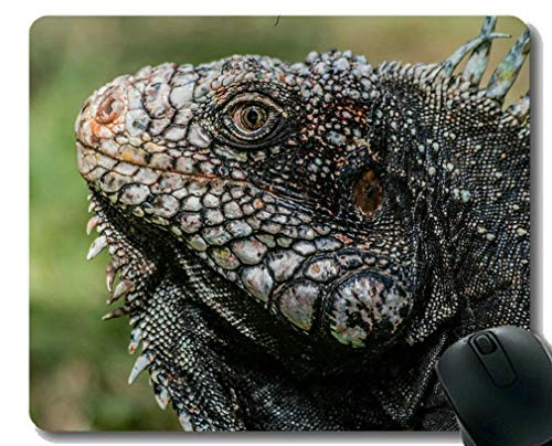 Yanteng Alfombrillas para ratón Personalizadas, Dinosaurio Gigante, Iguana Alfombrillas de ratón