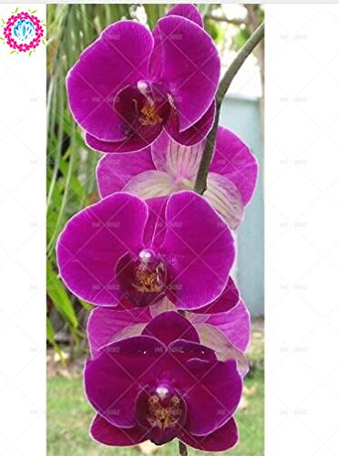 100 piezas de 20 colores rara orquídea Cymbidium, Cymbidiums semillas africanas, semillas de flor de Phalaenopsis bonsai, plantas en maceta para el jardín de 9