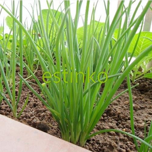 100pcs / lot de las cebolletas chinas de Semillas Semillas Allium Schoenoprasum Condimento vegetal Oriental ensalada de cebolla semillas de hortalizas Bonsai bricolaje