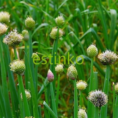 100pcs / lot de las cebolletas chinas de Semillas Semillas Allium Schoenoprasum Condimento vegetal Oriental ensalada de cebolla semillas de hortalizas Bonsai bricolaje