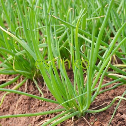 100pcs / lot de las cebolletas chinas de Semillas Semillas Allium Schoenoprasum Condimento vegetal Oriental ensalada de cebolla semillas de hortalizas Bonsai bricolaje