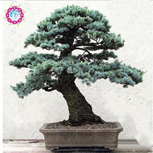 10pcs / semillas de árboles raros bolsa para el hogar bonsai orgánica roja cedro japonés Semillas de hoja perenne deodara madera semillas en macetas de interior