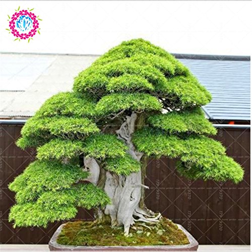 10pcs / semillas de árboles raros bolsa para el hogar bonsai orgánica roja cedro japonés Semillas de hoja perenne deodara madera semillas en macetas de interior