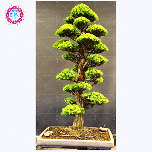 10pcs / semillas de árboles raros bolsa para el hogar bonsai orgánica roja cedro japonés Semillas de hoja perenne deodara madera semillas en macetas de interior