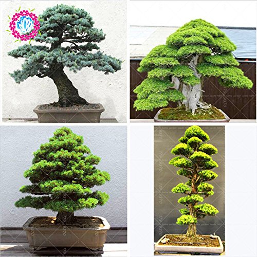 10pcs / semillas de árboles raros bolsa para el hogar bonsai orgánica roja cedro japonés Semillas de hoja perenne deodara madera semillas en macetas de interior