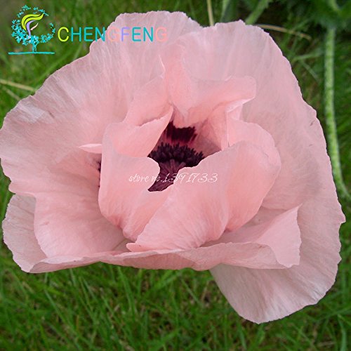 2015 semillas calientes de la venta de flor de amapola semillas de amapola ornamental carrera Li Chunhua Peony 120 / pack El envío libre