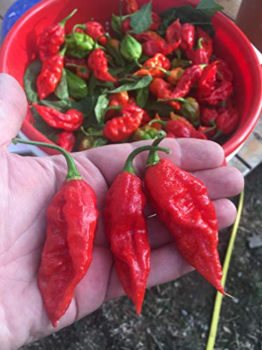 60 Semillas Pura De Los 6 Pimientos Chiles Mas Picante En El Mundo Colleccion 6: Carolina Reaper Etc