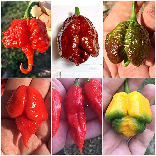 60 Semillas Pura De Los 6 Pimientos Chiles Mas Picante En El Mundo Colleccion 6: Carolina Reaper Etc