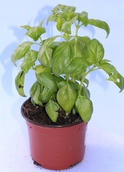 Albahaca (Maceta 10,5 cm Ø) - Planta viva - Planta aromatica