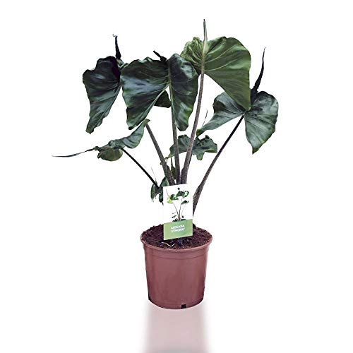 Alocasia Stingray | Alocasia punta de flecha | Planta de interior | Altura 55cm aprox. | Maceta 17cm | GASTOS DE ENVÍOS GRATIS (Envíos a Península)