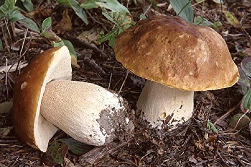 Boletus edulis (boleto) - ¡Cultiva tus propias setas en casa! - de Mycelium