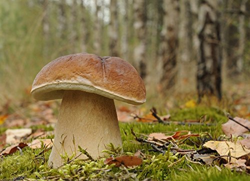 Boletus edulis (boleto) - ¡Cultiva tus propias setas en casa! - de Mycelium