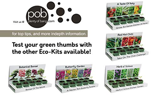 Cactus & Succulents Eco Grow Your Own Kit 100% Reciclable 5 Variedades para crecer a partir de semillas hechas con materiales 100% reciclables