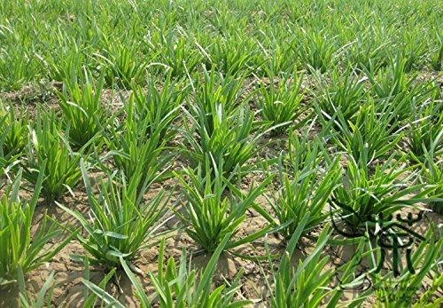 Cebolletas chino Allium tuberosum semillas para la siembra, 1200pcs perennes Hierbas semillas vegetales, semillas chinas orientales ajo puerro