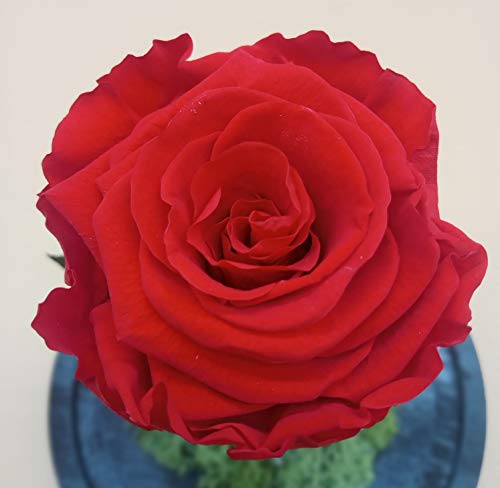 Cúpula Bella y Bestia. Cúpula con 3 Rosas eternas preservadas Rojas. ENVÍO Prime. Cúpula con 3 Rosas eternas Rojas, Decoradas con Musgo liofilizado, Verdes y pétalos preservados. Hecho en España