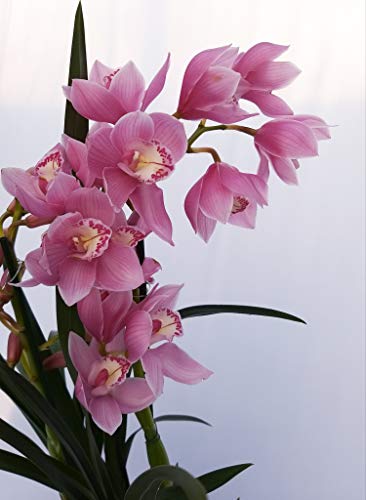 CYMBIDIUM ROSA XXL - Planta real