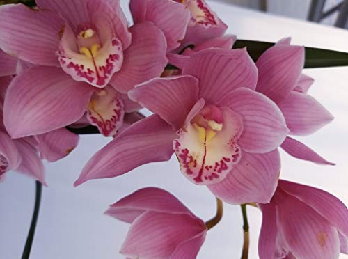 CYMBIDIUM ROSA XXL - Planta real