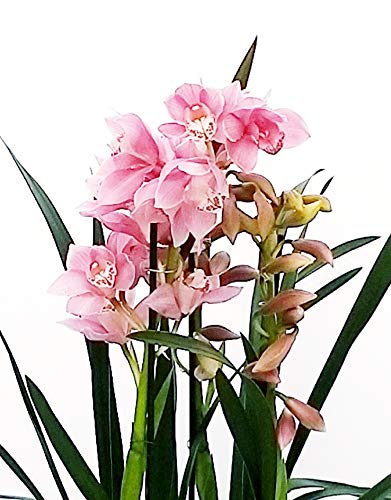 CYMBIDIUM ROSA XXL - Planta real