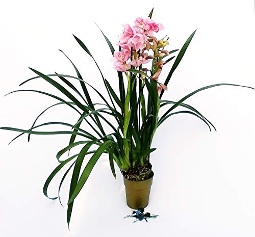 CYMBIDIUM ROSA XXL - Planta real