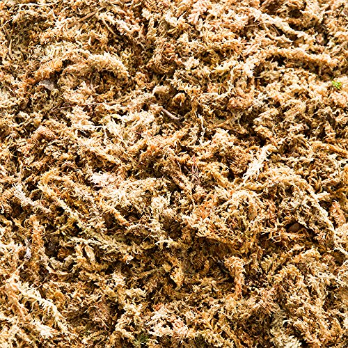 Esfagno Chileno Premium en Fibra 150 gr., Sustrato Natural de Esfagno Musgo para Orquídeas y Bonsai, Sphagnum Moss