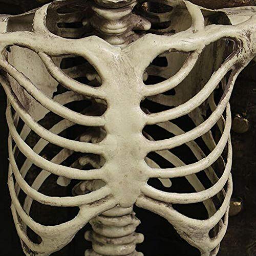 Esqueleto de Halloween Posable, 90 cm/40 cm de cuerpo completo esqueleto de Halloween con articulaciones movibles/posibles para accesorios de casa encantada decoraciones de Halloween