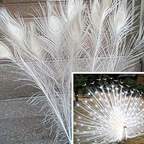 Farfly 50 Piezas/Plumas de Pavo Real Blanco Natural en el Ojo, 10 una 12 Pulgadas de la DecoracióN de la Boda de Plumas de Pavo Real