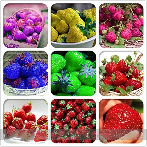 (Fresa 900 * Ambizu *) 9 paquetes de Rare híbrido comestible Púrpura Amarillo Azul Verde Rosa Rojo fresa gigante Semillas, Paquete Profesional, 100 semillas/Paquete