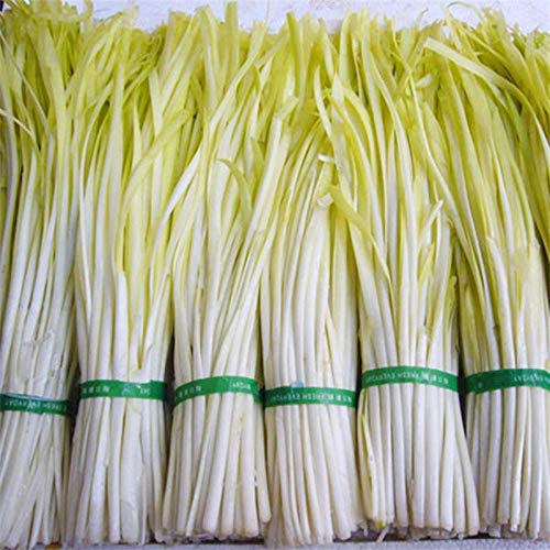 Fu Jiu Huang No. 2 Semillas de cebolleta chinas chinas, buenos productores de vegetales, alto rendimiento, sabrosas y nutritivas 500 tabletas