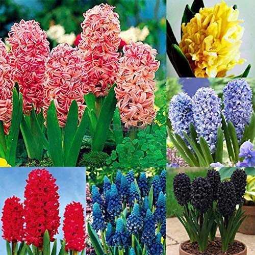 Go Garden La luz Azul 50Pcs / Bolsa: 50/100 Piezas de Colores Flor del Jacinto de Plantas Semillas Bulbo Semilla Inicio bricojardÃ­n Ok