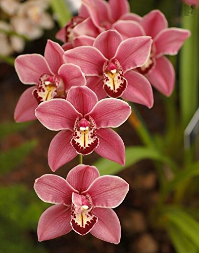 ¡¡¡Gran venta!!! 100 piezas de 22 colores rara orquídea Cymbidium, Cymbidiums semillas africanas, semillas de flores bonsai, plantas de jardín de la casa, 2