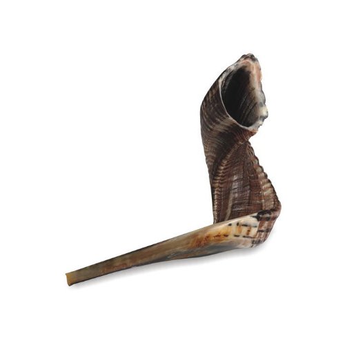 Israel es RAM Shofarot por Shofar de cuerno Shofar talla M 33-35cm pulido negro/oscuro