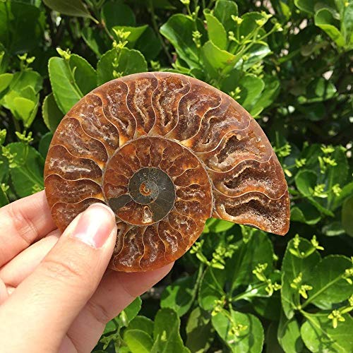 KAPU Fossils Iridiscente Ammonite Piedras Naturales Y Minerales Espécimen + Soporte