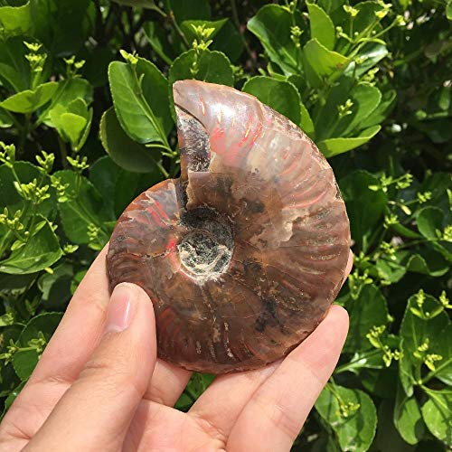 KAPU Fossils Iridiscente Ammonite Piedras Naturales Y Minerales Espécimen + Soporte