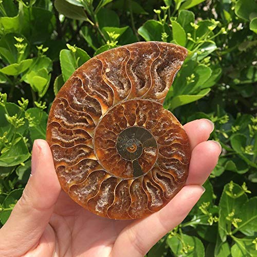 KAPU Fossils Iridiscente Ammonite Piedras Naturales Y Minerales Espécimen + Soporte