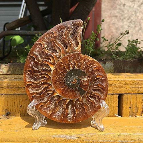 KAPU Fossils Iridiscente Ammonite Piedras Naturales Y Minerales Espécimen + Soporte