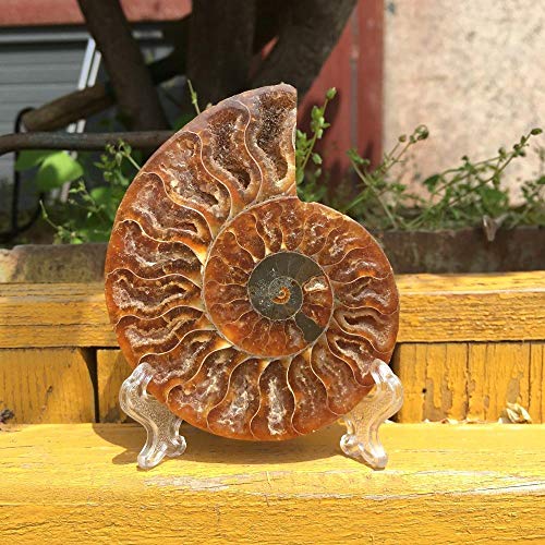 KAPU Fossils Iridiscente Ammonite Piedras Naturales Y Minerales Espécimen + Soporte